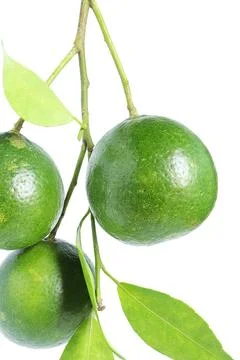 A bunch of lime with leaf on white background. Green lime on a branch Stock Photos
