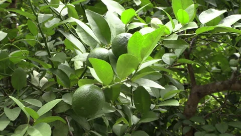Bunch of lime with leaves on a lemon tree branch moving Stock Footage 157836245