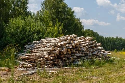 Bunch of logs stacked up. Stock Photos