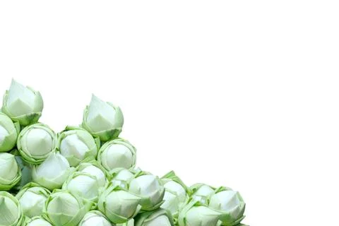 Bunch of lotuses on white background Stock Photos