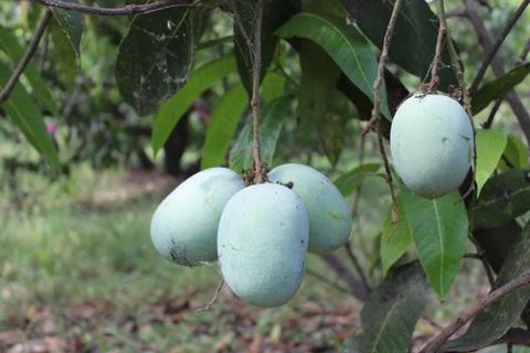 Bunch of mango 4 Stock Photos