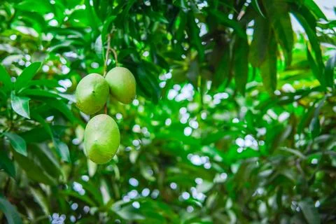 A bunch of mango with blur leaf background. Young mango. Closeup of Mangoes.. Stock Photos