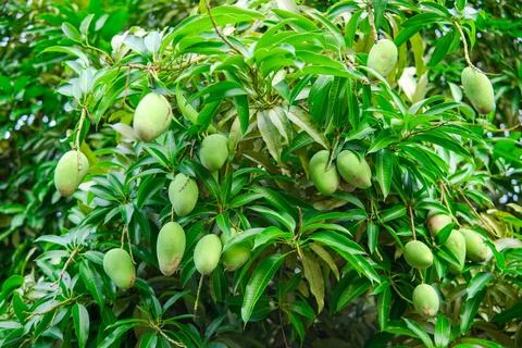 A bunch of mango with blur leaf background. Young mango. Closeup of Mangoes.. Stock Photos