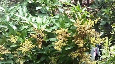 Bunch of mango flowers on the mango tree Stock Footage 124121559