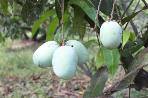 Bunch of mango hanging Stock Photos