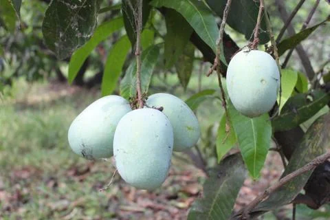 Bunch of mango hapus Stock Photos