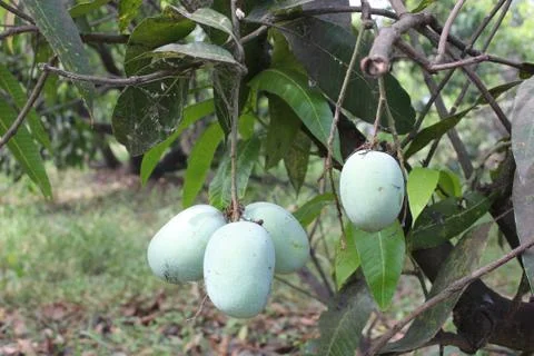 Bunch of mango Stock Photos