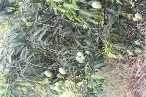 Bunch of mango Stock Photos