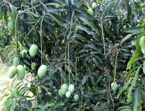 Bunch of mango Stock Photos