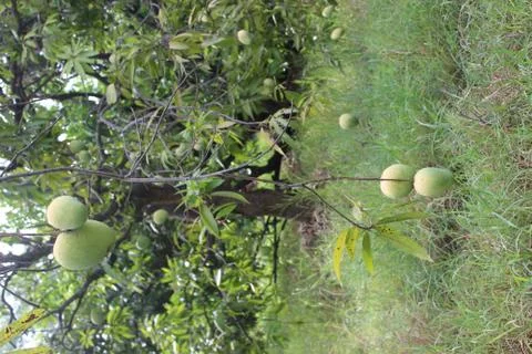 Bunch of mango in a tree Stock Photos
