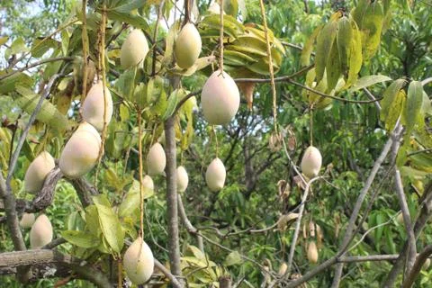 Bunch of mango type sinduri Stock Photos
