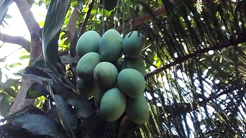 A bunch of mangoes hanging on the mango tree Video stock 119144362