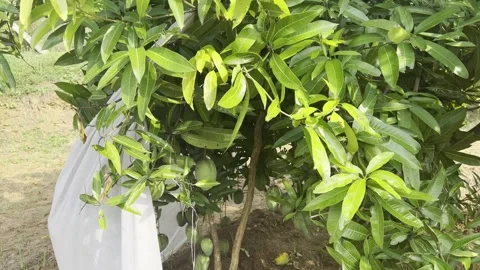 Bunch of Mangoes hanging in Mango Tree Secured using Cloth Stock Footage 278221871