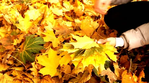 Bunch of maple leaves Stock Footage 68606262
