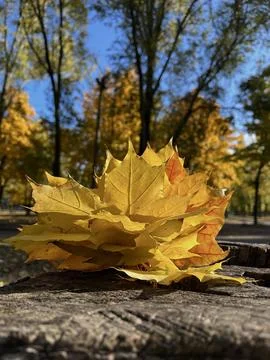 A bunch of maple leaves Foto stock