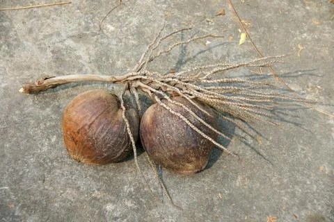 Bunch of mature coconut with stem placed on cement floor Stock Photos