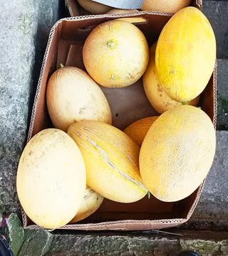 A bunch of melon is in the box Fotos de archivo