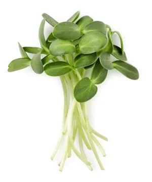 Bunch of microgreens on a white background, isolated. Top view Stock Photos