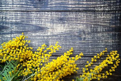 Bunch of mimosa, on black background, table top view Stock Photos