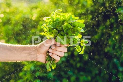 A bunch of mint in hand and a splash of water against the green background Stock Photos