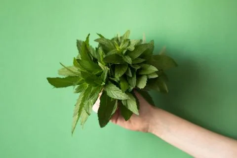 A bunch of mint in hand on green background. Stock Photos