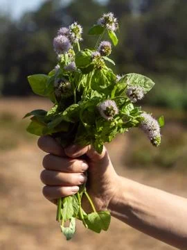 A bunch of mint in womans hand. Stock Photos