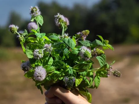 A bunch of mint in womans hand. Stock Photos