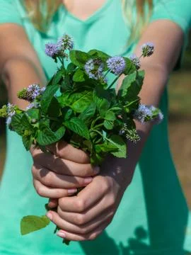 A bunch of mint in womans hands. Stock Photos