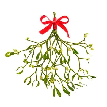 Bunch of Mistletoe on white background. Stock Photos