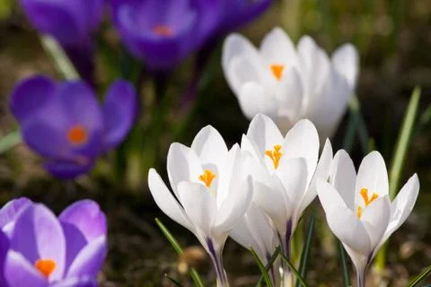 Bunch of mixed colour crocuses Stock Photos