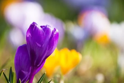 Bunch of mixed colour crocuses Stock Photos