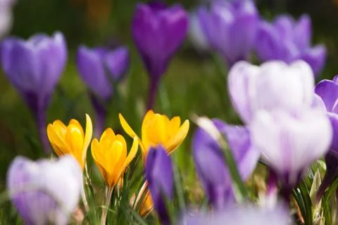 Bunch of mixed colour crocuses Stock Photos