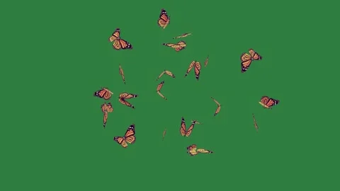 A bunch of monarch butterflies on green screen and flying in the air Stock Footage 336053249