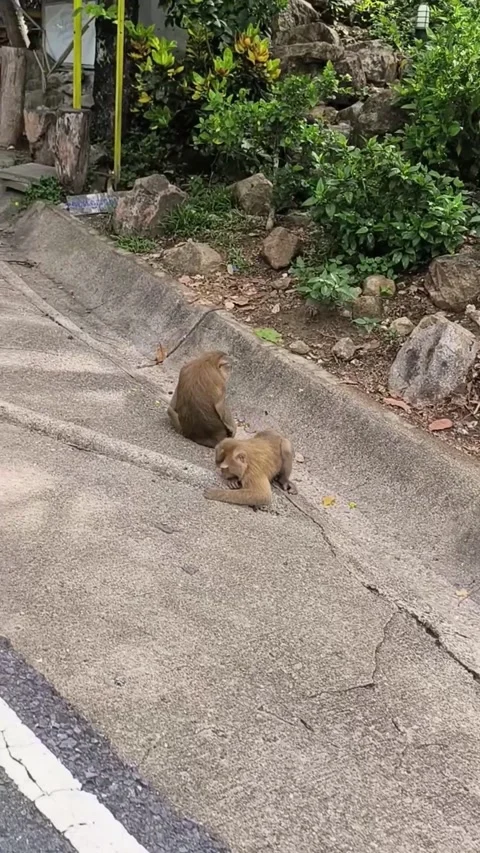 Bunch of monkeys Stock Footage 281620027