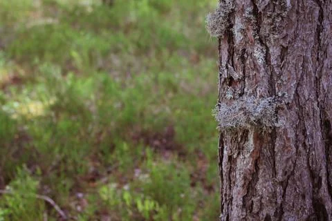 A bunch of moss on the trunk of a conifer Stock Photos
