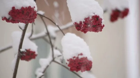 Bunch of mountain ash in the snow Stock Footage 84787818