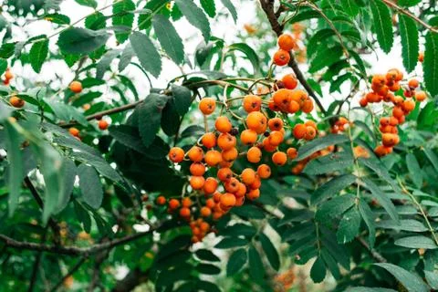 A bunch of mountain ash on a tree in summer Stockfoto's