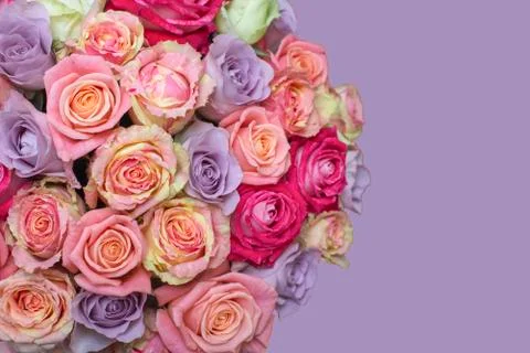 Bunch of multi-colored roses over lilac, purple. Selective focus with sample Stock Photos