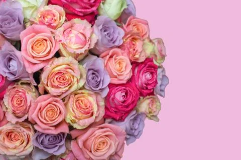 Bunch of multi-colored roses over pink background. Selective focus with sample Foto stock