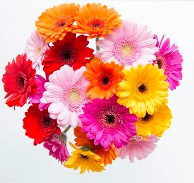 Bunch of multi coloured gerberas Stock Photos