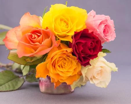 Bunch of multicolored roses Stock Photos
