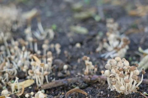 Bunch of mushroom toadstools on blurred background Stock Photos