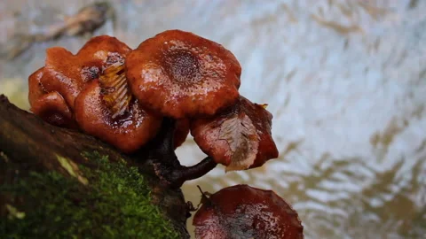 A bunch of mushrooms above a stream Stock Footage 147062373