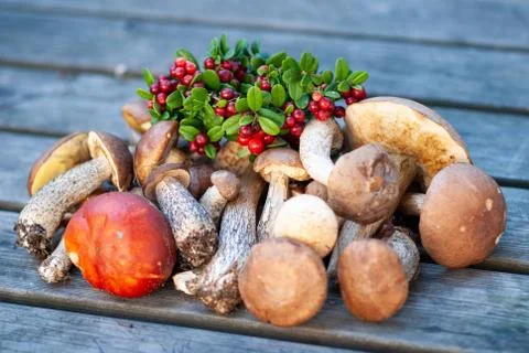 A bunch of mushrooms and ripe lingonberries Stock Photos