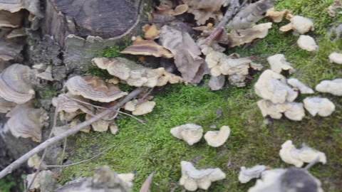 A bunch of mushrooms growing on a log Stock Footage 296193792