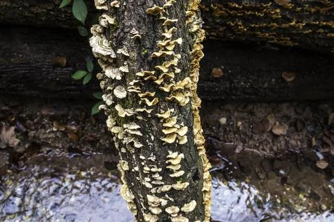 A bunch of mushrooms on an old dead tree trunk Stock Photos