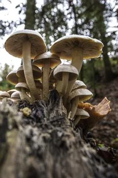 A bunch of mushrooms on an old dead tree trunk Stock Photos