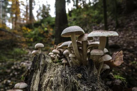 A bunch of mushrooms on an old dead tree trunk Stock Photos