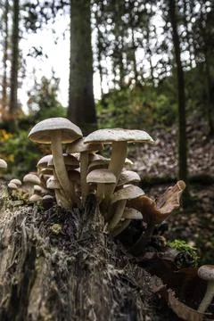 A bunch of mushrooms on an old dead tree trunk Stock Photos
