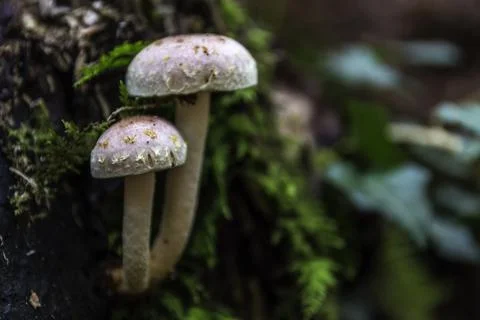 A bunch of mushrooms on an old dead tree trunk Stock Photos